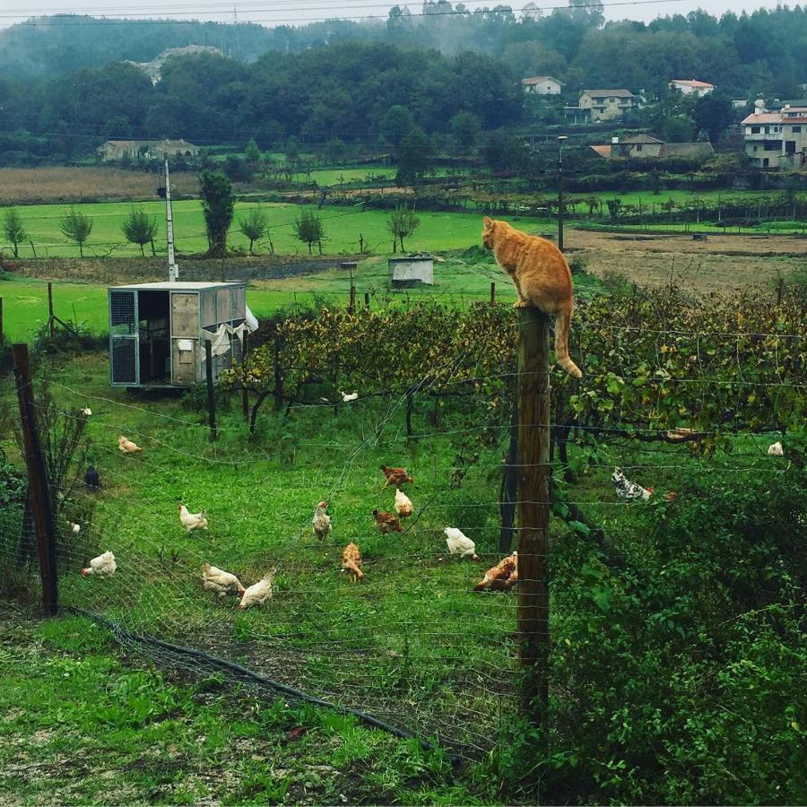 Quinta Do Pinheiro Villa Guimarães Kültér fotó